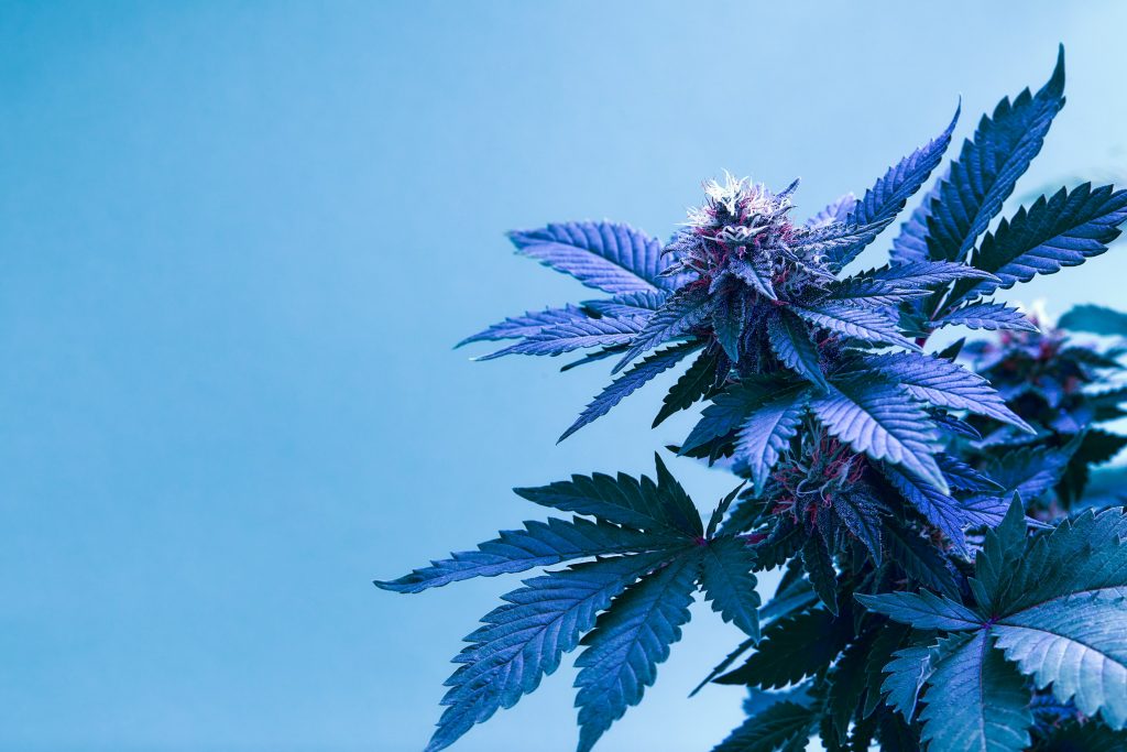 Cannabispflanze Studentenlabor